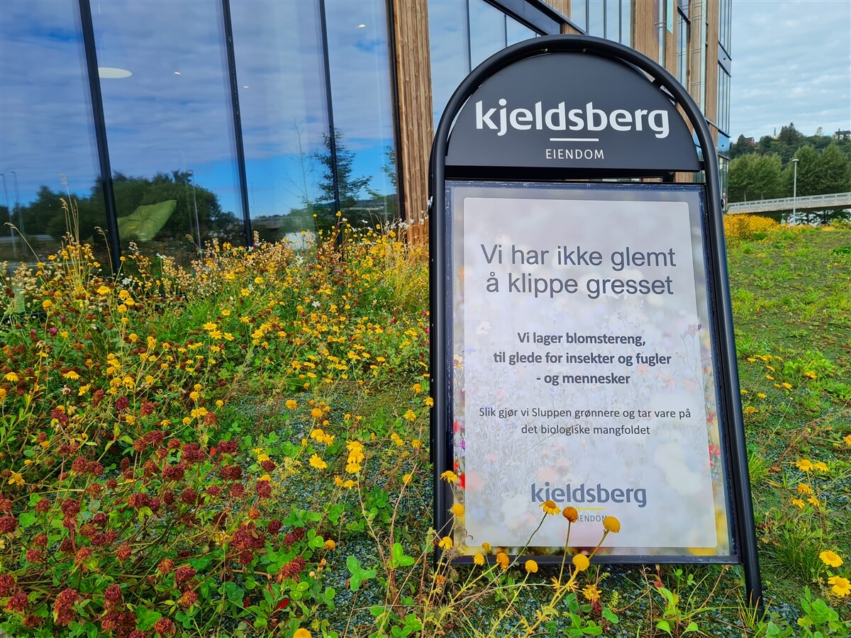 Kjeldsberg blomstereng.jpg